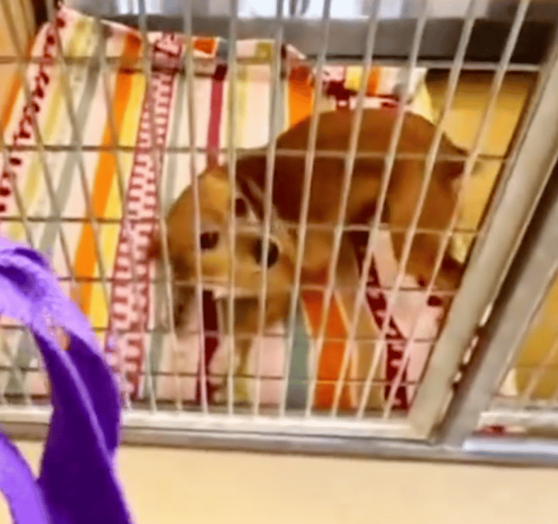 Dogs Reaction To Being Adopted Will Make You Cry Happy Tears